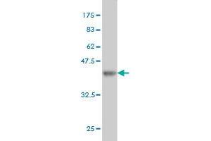 Western Blot detection against Immunogen (37.