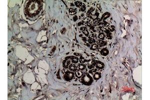 Immunohistochemistry (IHC) analysis of paraffin-embedded Human Breast, antibody was diluted at 1:100.