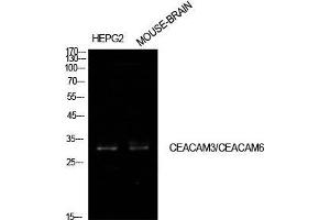 Western Blot (WB) analysis of HepG2, Mouse Brain cells using CD66c/d Polyclonal Antibody. (CEACAM3/6 anticorps  (Internal Region))