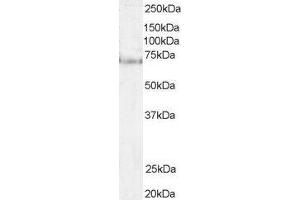 ABIN2564481 (1µg/ml) staining of Hela lysate (35µg protein in RIPA buffer).