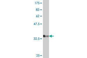 Western Blot detection against Immunogen (35.