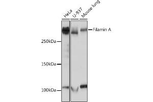 Western blot analysis of extracts of various cell lines, using Filamin A Rabbit mAb (ABIN1682545, ABIN3018024, ABIN3018025 and ABIN7101570) at 1:1000 dilution. (Filamin A anticorps)