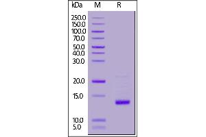 Human GDF-2, Tag Free on  under reducing (R) condition. (GDF2 Protein (AA 320-429))