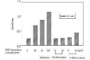 A431 cells were treated for 30 min with 50 µL of 100 mM Genistein or 2 mM Lavendustin in appropriate wells at room temperature prior to EGF stimulation. (Tyrosine Kit ELISA)