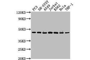 Western Blot Positive WB detected in: PC3 whole cell lysate, SH-SY5Y whole cell lysate, A549 whole cell lysate, Jurkat whole cell lysate, K562 whole cell lysate, Hela whole cell lysate, THP-1 whole cell lysate All lanes: CSNK2A3 antibody at 1:2000 Secondary Goat polyclonal to rabbit IgG at 1/50000 dilution Predicted band size: 46 kDa Observed band size: 46 kDa (CSNK2A3 anticorps  (AA 151-391))