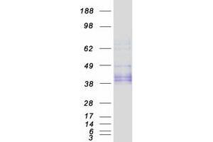 Validation with Western Blot (OGN Protein (Transcript Variant 1) (Myc-DYKDDDDK Tag))