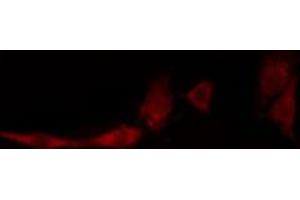 ABIN6274128 staining HeLa cells by IF/ICC. (TNFSF13 anticorps  (Internal Region))
