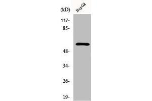 Western Blot analysis of 293 cells using Dab1 Polyclonal Antibody (DAB1 anticorps  (Tyr232))