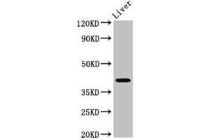 Western Blot Positive WB detected in: Mouse liver tissue All lanes: MAB21L2 antibody at 3 μg/mL Secondary Goat polyclonal to rabbit IgG at 1/50000 dilution Predicted band size: 41 kDa Observed band size: 41 kDa