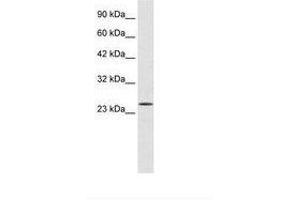 Image no. 1 for anti-Polycomb Group Ring Finger 3 (PCGF3) (AA 96-145) antibody (ABIN6735945) (PCGF3 anticorps  (AA 96-145))