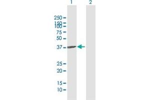 Western Blot analysis of APOL2 expression in transfected 293T cell line by APOL2 MaxPab polyclonal antibody.