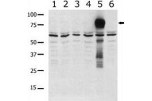 Western blot analysis of PAK5 antibody in lysate from transiently transfected COS7 cells. (PAK7 anticorps  (AA 168-198))