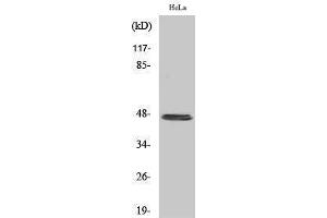 Western Blotting (WB) image for anti-Keratin 20 (KRT20) (C-Term) antibody (ABIN3184233) (KRT20 anticorps  (C-Term))