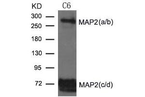 Western blot analysis of extract from C6 cells using MAP2 Antibody (MAP2 anticorps)