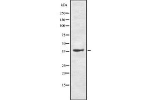 Western blot analysis of TAAR9 using HT-29 whole cell lysates (TAAR9 anticorps  (N-Term))