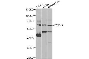 Western blot analysis of extracts of various cell lines, using DYRK2 antibody (ABIN5974219) at 1/1000 dilution. (DYRK2 anticorps)