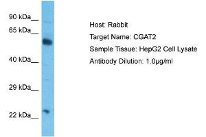 Host:  Rabbit  Target Name:  CGAT2  Sample Type:  HepG2 Whole Cell lysates  Antibody Dilution:  1.