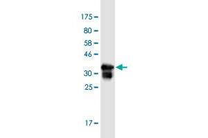Western Blot detection against Immunogen (35.