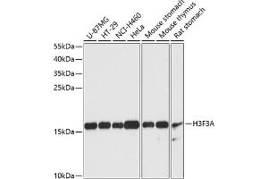 Western blot analysis of extracts of various cell lines, using Histone H3. (Histone 3 anticorps  (AA 1-136))