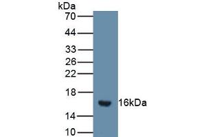 Detection of Recombinant SFRP5, Mouse using Polyclonal Antibody to Secreted Frizzled Related Protein 5 (SFRP5) (SFRP5 anticorps  (AA 48-161))
