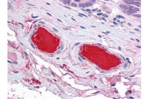 Human Small Intestine, Vessels: Formalin-Fixed, Paraffin-Embedded (FFPE) (C9 anticorps)