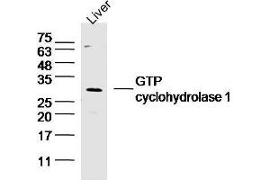 Mouse liver lysates probed with GTP cyclohydrolase 1 Polyclonal Antibody, unconjugated  at 1:300 overnight at 4°C followed by a conjugated secondary antibody at 1:10000 for 60 minutes at 37°C. (GCH1 anticorps  (AA 34-110))