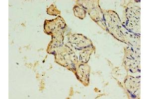 Immunohistochemistry of paraffin-embedded human placenta tissue using ABIN7150902 at dilution of 1:100 (CCDC135 anticorps  (AA 1-300))