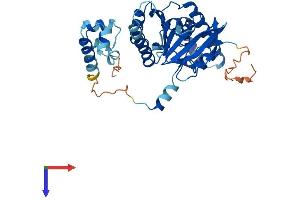AlphaFold protein structure predicition of Human Recombinant RAD51C Protein, UniprotID O43502