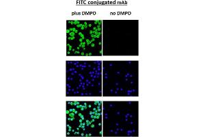 anti-DMPO antibody (FITC)