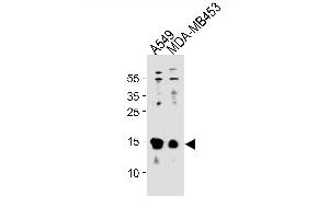 TXN Antibody (C-term) (ABIN1881960 and ABIN2843269) western blot analysis in A549,MDA-M cell line lysates (35 μg/lane). (TXN anticorps  (C-Term))