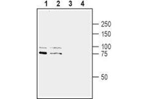 Western blot analysis of rat brain lysate (lanes 1 and 3) and mouse brain synaptosomal fraction (lanes 2 and 4): - 1,2. (SLITRK1 anticorps  (Extracellular, N-Term))