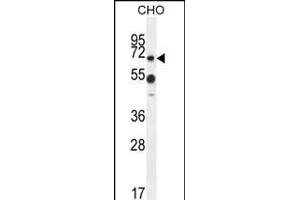 ZUFSP Antibody (N-term) (ABIN654610 and ABIN2844310) western blot analysis in CHO cell line lysates (35 μg/lane). (ZUFSP anticorps  (N-Term))