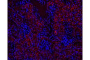 Immunofluorescence analysis of paraffin-embedded mouse kidney using CYCS Polyclonal Antibody at dilution of 1:500. (Cytochrome C anticorps)
