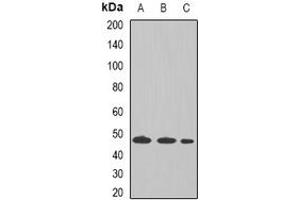 Western blot analysis of Tapasin expression in THP1 (A), Raji (B), mouse liver (C) whole cell lysates.