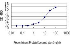 Detection limit for recombinant GST tagged RHEB is approximately 0. (RHEB anticorps  (AA 1-184))