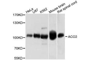 Western blot analysis of extracts of various cell lines, using ACO2 antibody. (ACO2 anticorps  (AA 501-780))