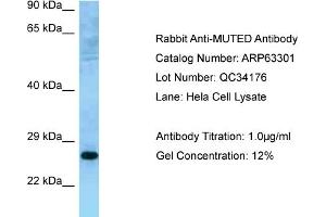 Western Blotting (WB) image for anti-Muted Homolog (MUTED) (C-Term) antibody (ABIN2789438) (MUTED anticorps  (C-Term))