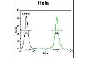 Flow cytometric analysis of Hela cells (right histogram) compared to a negative control cell (left histogram). (TRADD anticorps  (AA 126-151))