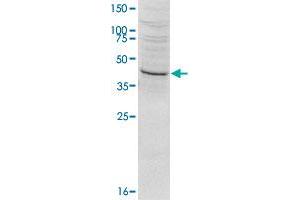 Western blot was performed on HeLa nuclear extract (HeLa NE, 20 ug) using SETD8 polyclonal antibody  at dilution 1 : 1000 in TBS-Tween + 5% skimmed milk. (SETD8 anticorps  (N-Term))