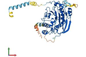 AlphaFold protein structure predicition of Mouse Recombinant B4galt3 Protein, UniprotID Q91YY2