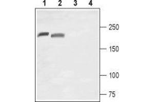Western blot analysis of rat brain (lanes 1 and 3) and rat DRG (lanes 2 and 4) lysates: - 1,2.