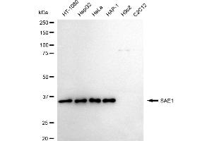 Western blotting analysis using SAE1 antibody (ABIN7800458).