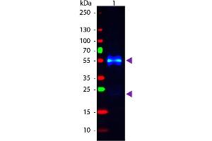 Western Blot of Fluorescein conjugated Donkey anti-Rabbit IgG secondary antibody. (Âne anti-Lapin IgG (Heavy & Light Chain) Anticorps (FITC) - Preadsorbed)
