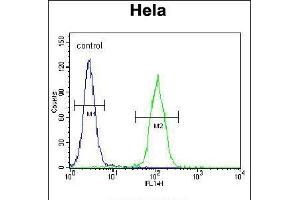 Flow cytometric analysis of Hela cells (right histogram) compared to a negative control cell (left histogram).