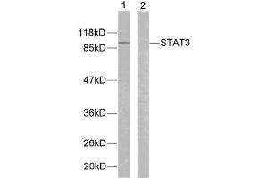 Western blot analysis of extracts from K562 cells using STAT3 (Ab-705) antibody (E021045). (STAT3 anticorps)