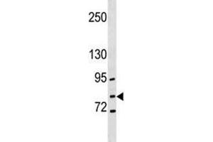 GCLC antibody western blot analysis in NCI-H292 lysate (GCLC anticorps  (AA 286-315))