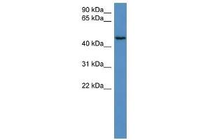 HAUS8 antibody used at 0. (NYS48/HAUS8 anticorps  (N-Term))