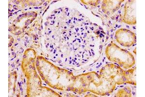 IHC image of ABIN7165313 diluted at 1:100 and staining in paraffin-embedded human kidney tissue performed on a Leica BondTM system.