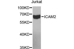 Western blot analysis of extracts of Jurkat cells, using ICAM2 antibody (ABIN5971070) at 1/1000 dilution. (ICAM2 anticorps)