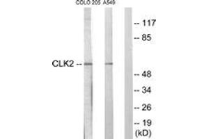 Western Blotting (WB) image for anti-CDC-Like Kinase 2 (CLK2) (AA 1-50) antibody (ABIN2889493) (CLK2 anticorps  (AA 1-50))